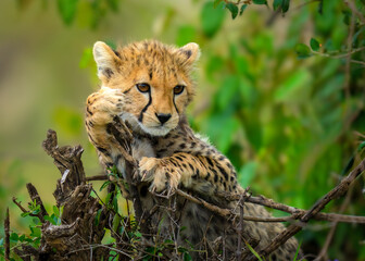 Anxious Cheetah Cub Awaits Mother's Return
