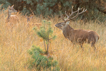 red deer closeup