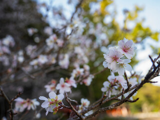 初冬に咲いてるジュウガツザクラ