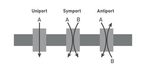 Comparison of transport proteins. Symporter integral membrane protein. Uniporter, symporter and antiporter. Scientific resources for teachers and students.