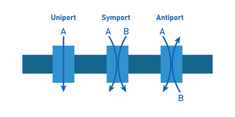 Fototapeta na wymiar Comparison of transport proteins. Symporter integral membrane protein. Uniporter, symporter and antiporter. Scientific resources for teachers and students.