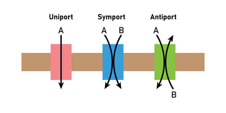 Comparison of transport proteins. Symporter integral membrane protein. Uniporter, symporter and antiporter. Scientific resources for teachers and students.