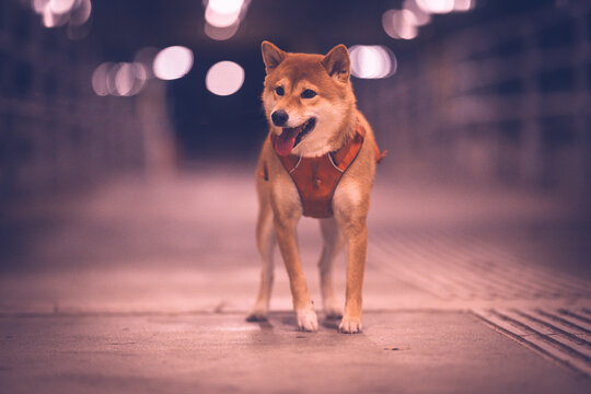 Portrait of shiba inu dog