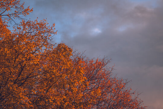 Autumn leaves and sky
