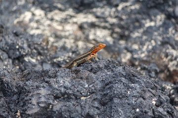 A Santa Fe Lava-Lizard on rocks at Puerto Villamil, Isla Isabel, Galapagos, Equador