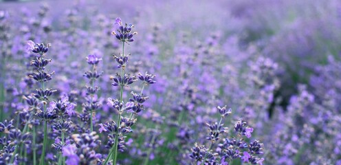 Lavender flowers on a lavender field lavender plantation, plant texture, lilac color, seasonal harvest