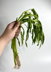 Hand holding weak not so fresh kangkung or raw water spinach. Isolated food photography on plain...
