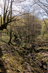 a forest with a small stream, bare trees, moss-covered ground, and a bright, clear blue sky
