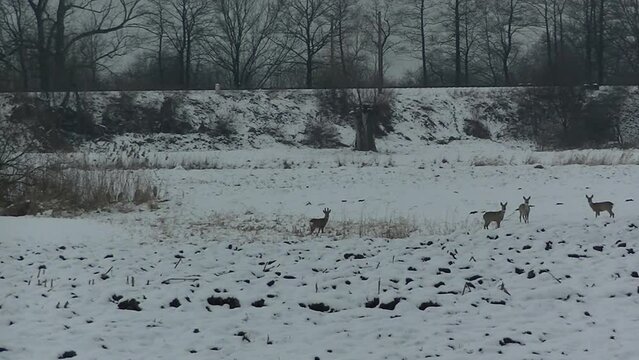 Animals Roe deer, Capreolus capreolus on snow in field in natural environment during winter - real time. Topics: fauna, weather, season, wintertime, climate