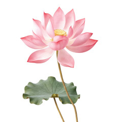 Lotus flower with stalk isolated on transparent background
