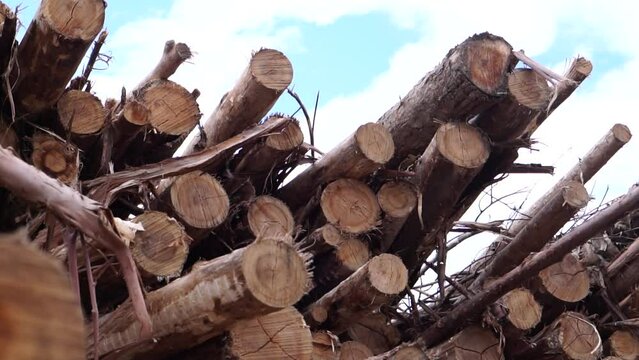 madeira de eucalipto cortadas em toras e empilhadas para serem carregadas