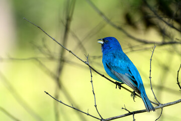 A beautiful close shot of an Indigo bunting perched on a branch of a tree with bright background (selective focus)