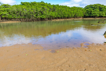 Miyara River Hirugi Grove on Ishigaki Island in Okinawa Prefecture, Japan
