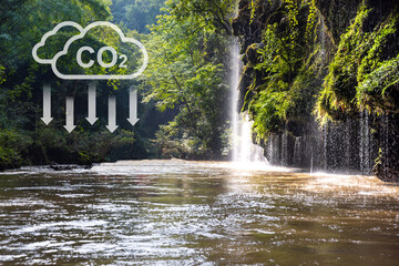 Tropical forests can absorb large amounts of carbon dioxide from the atmosphere.