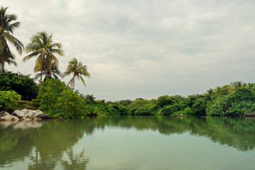 Fototapeta na wymiar Green Coconut palms reflected in water. Tropical landscape. Costa Rica. Tropical landscape.