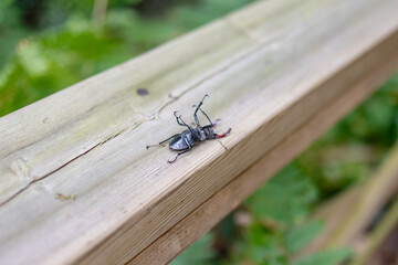 Macro Marvel: Resting Beetle in the Heart of the Wild