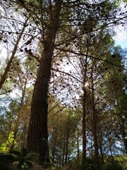 Symphony of Trees in the Park: Natural Beauty in an Oasis of Green.