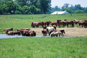 Horses At the water hole.