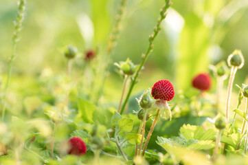 野原に群生するヘビイチゴ