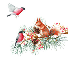 A squirrel sits on tree branches with pine cones. Watercolor artistic illustration on a white background. For cards, handmade textiles, prints, menus, posters