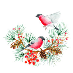 A squirrel sits on tree branches with pine cones. Watercolor artistic illustration on a white background. For cards, handmade textiles, prints, menus, posters