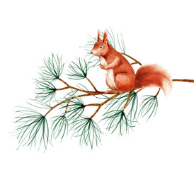 Squirrel sitting on a set of tree branches. Watercolor hand drawn art illustration on white background. For cards, handmade textiles, prints, menus, poster