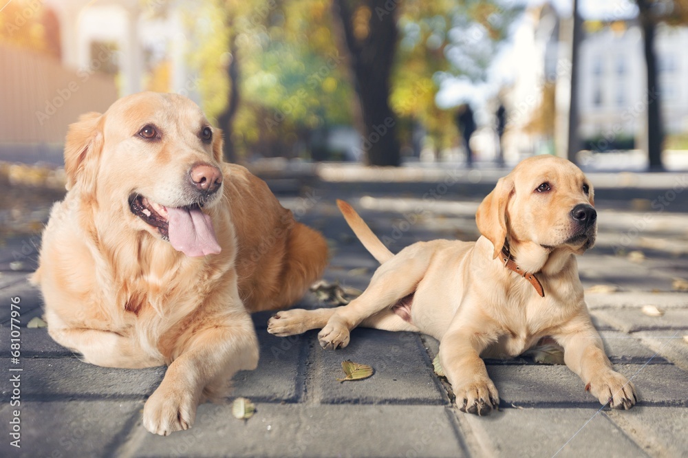 Poster Young cute smart dog sitting and looking