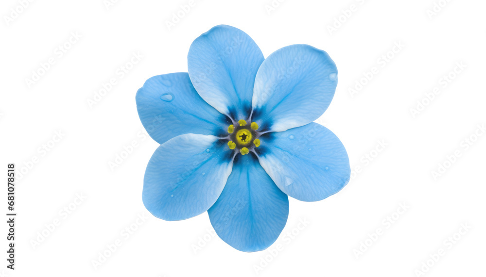 Wall mural blue flower with water drop isolated on transparent background cutout