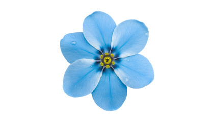 blue flower with water drop isolated on transparent background cutout - obrazy, fototapety, plakaty