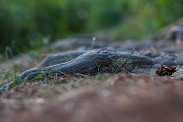 A dirt road overgrown with tree roots.