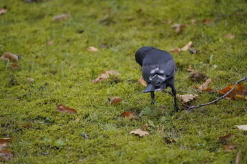 Rarity in nature, jackdaw with defect mutation, leucism. The otherwise black bird has some white feathers. Western jackdaw (Coloeus monedula), crow family. Hanover, Germany.
