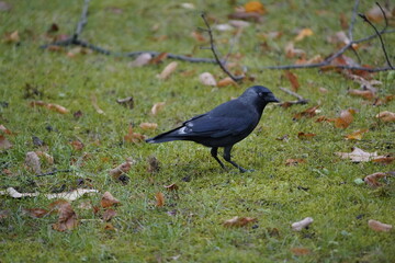 Rarity in nature, jackdaw with defect mutation, leucism. The otherwise black bird has some white feathers. Western jackdaw (Coloeus monedula), crow family. Hanover, Germany.