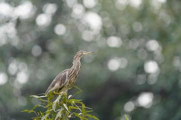Pond Heron aka Paddy Bird