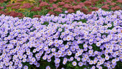 Bright numerous pinkish-lilac daisy-like flowers asters novae-belgii in the autumn garden.