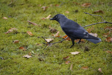 Rarity in nature, jackdaw with defect mutation, leucism. The otherwise black bird has some white feathers. Western jackdaw (Coloeus monedula), crow family. Hanover, Germany.