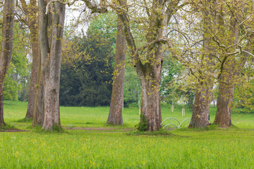 Fototapeta na wymiar Beautiful garden landscape in the park. Green trees.