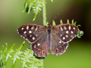 Speckled Wood Butterfly Resting on a Fern
