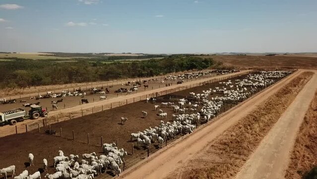 Imagens aérea de um confinamento de gado no Mato Grosso - Brasil