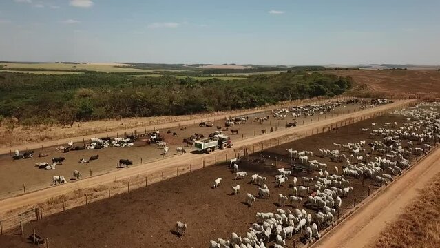 Imagem a&eacute;rea de um confinamento de gado nelore e angus no estado do Mato Grosso no Brasil