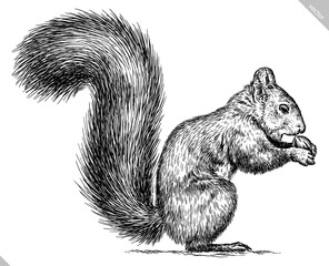 Vintage engraving isolated squirrel set illustration ink sketch. Forest background animal silhouette art. Black and white hand drawn vector image © Turaev