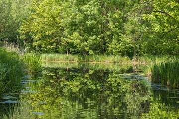 Beautiful forest landscape around the pond. Green trees.