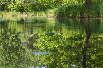 Beautiful forest landscape around the pond. Green trees.