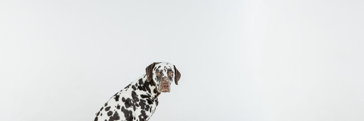 Dalmatian dog portrait with tongue out on white background. Dog looks right. Copy space.Dog Face Close Up.beautiful dalmatian dog posing, calmly sitting,Animal lifestyle, care. web banner