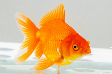 Oranda goldfish in aquarium fish tank close up