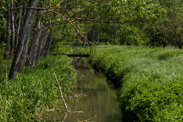 Fototapeta na wymiar Beautiful forest landscape around the pond. Green trees.