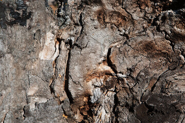 Tree bark background with natural texture. Natural background in abstract style.