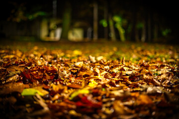 Beautiful park with fallen colorful leaves shrouded in dark night.