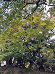 trees in the park