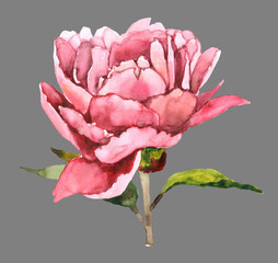 Hand drawn watercolor pink peony