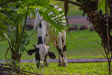 Cows grazing on the grass in the park